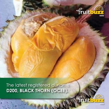 Fresh Durian Black Thorn