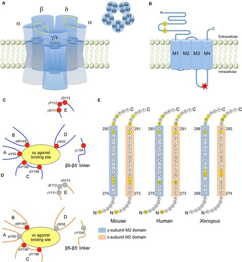 Frontiers | The Structure, Function, and Physiology of the Fetal and Adult Acetylcholine ...