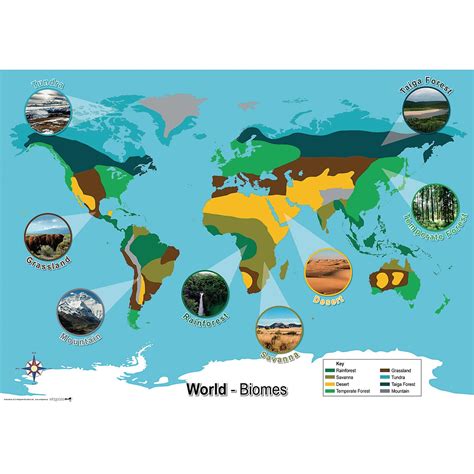 World Biomes Map | Findel International