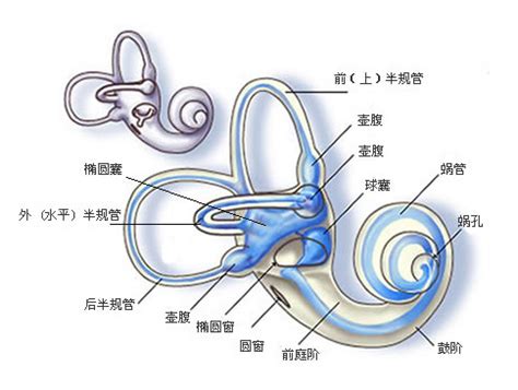 研究方向-上海力声特医学科技有限公司