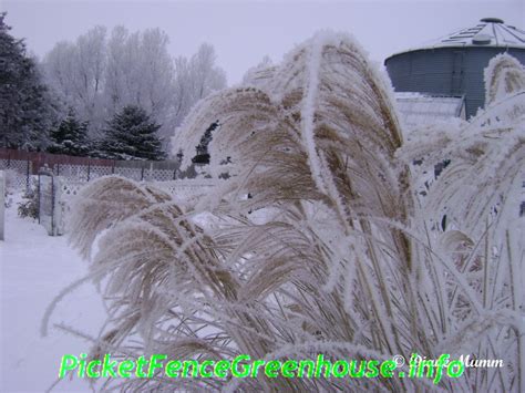 Winter Interest Using Ornamental Grasses - Picket Fence Greenhouse/ Gardens