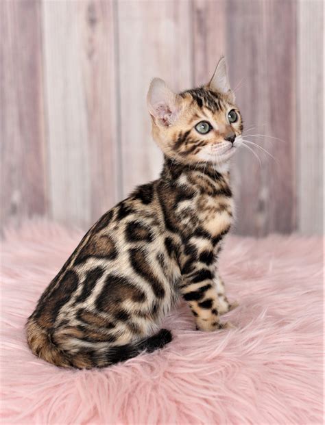 Bengal Kitten Price | Licensed Breeder in Colorado