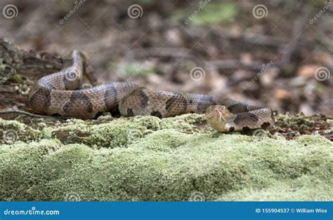 Copperhead Pit Viper Snake Camouflage on Moss Covered Log Stock Image - Image of agkistrodon ...