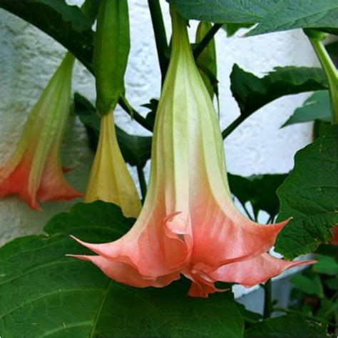 Angel Trumpet Plant Brugmansia Suaveolens Plant Easy To Grow | Etsy