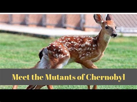 Chernobyl Mutations Humans