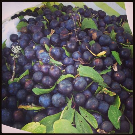 SLOE BERRIES | 'Sloe berry picking in Cornish hedgerows to make sloe gin' ღ⊰n | Sloe berries ...