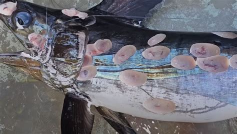 In Australia, fishermen caught a swordfish covered with strange circular wounds - photo