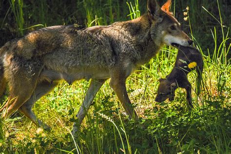 Photos: Meet the adorable (& endangered) Red Wolf Pups at Point Defiance Zoo | Seattle Refined