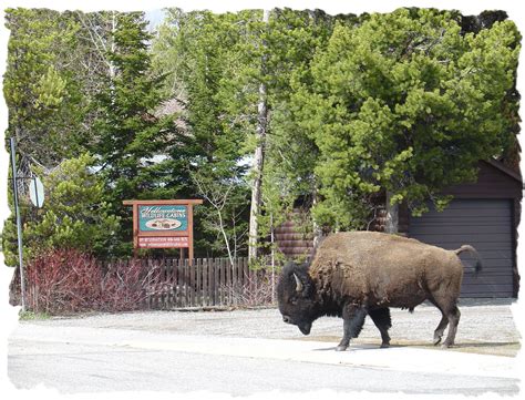 Yellowstone Wildlife Cabins | West Yellowstone Lodging l Vacation Rentals