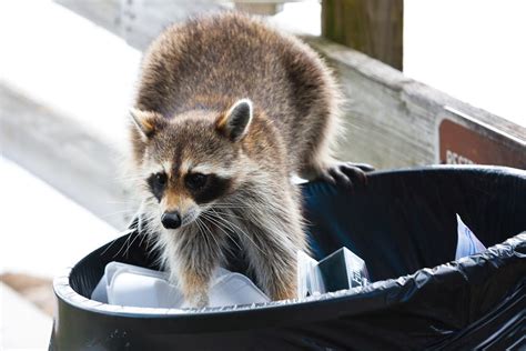 Animals That Love Dumpsters | Tri-State Disposal