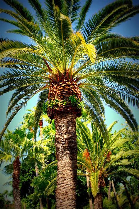 Palm Trees in Key West Florida Photograph by Anita Hiltz - Fine Art America