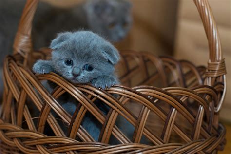 Russian Blue Kitten on Brown Woven Basket · Free Stock Photo