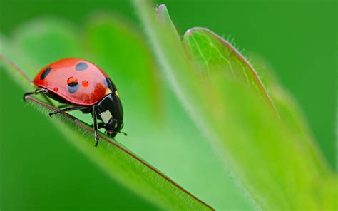 350 Ladybug HD Wallpapers | Background Images - Wallpaper Abyss