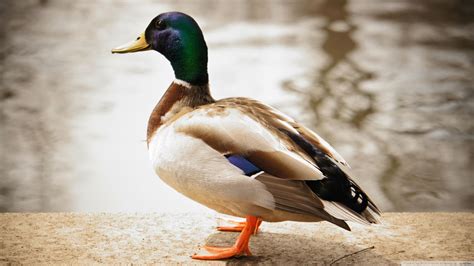 4k Duck Wallpapers - Wallpaper Cave