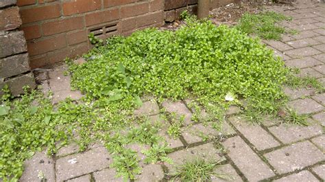 Chickweed – Identification, Edibility, Distribution – Galloway Wild Foods