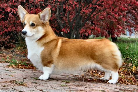 The Pembroke Welsh Corgi: An Energetic and Eager to Please Family Dog ...