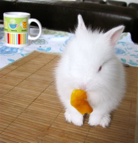 48 best images about Cute Baby Bunnies on Pinterest | Rabbit run, Pet ...