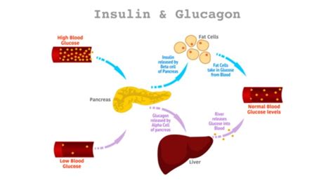 Regulação do açúcar no sangue (Blood sugar regulation)