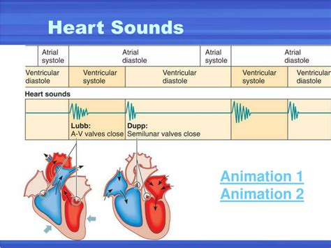 PPT - Physiology of the Heart PowerPoint Presentation, free download - ID:6598489