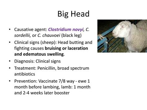 PPT - Common Ovine and Caprine Diseases Dr. Dipa Brahmbhatt VMD, MPH, MS PowerPoint Presentation ...