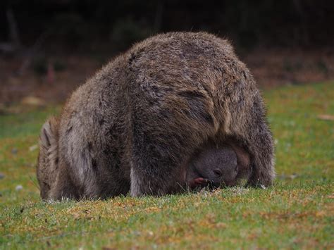 Baby Wombat: 10 Pictures and 10 Incredible Facts - A-Z Animals