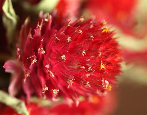 Globe Amaranth | LoveJoy Farms