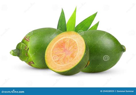 Fresh Betel Nut Isolated on White Stock Image - Image of cancer, areca ...