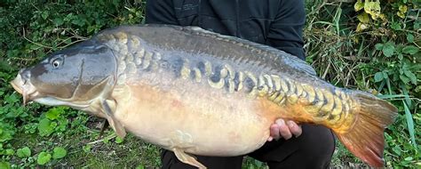 Mirror Carp Pond Fish: The Elegant Guide