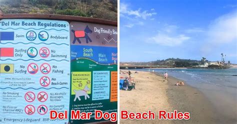 Del Mar Dog Beach | Hours, Off-Leash Dates, Rules [2024]