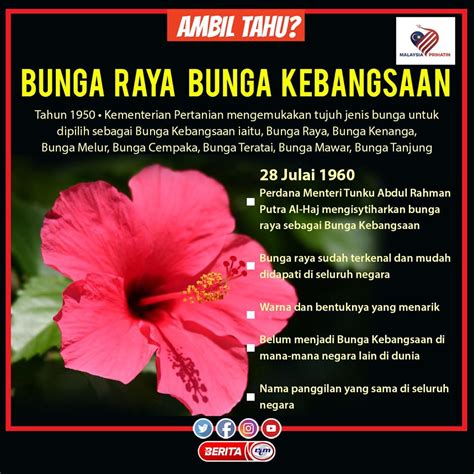 Bunga Raya Lambang Negara 10 Keistimewaan Bunga Raya Malaysia Sebagai - Riset