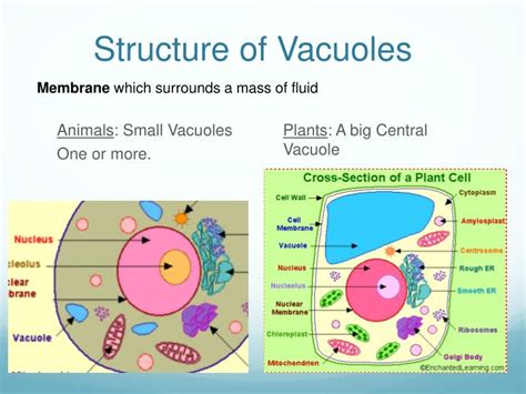 PPT - Vacuoles PowerPoint Presentation - ID:2465716