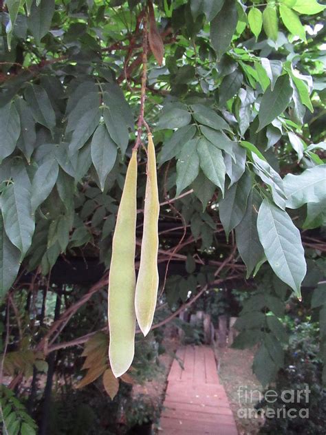 Wisteria Vine Seed Pods Garden Photograph by Susan Carella - Pixels