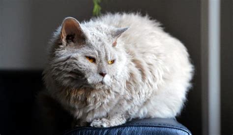 Lambkin Cat Breed - All About This Adorable Fluff Bomb