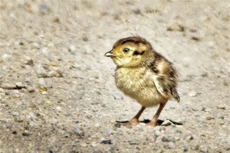 Baby Ring-necked Pheasant Photograph by My BirdShots