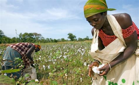 Namibia's Cotton Farming to Benefit Angola - allAfrica.com