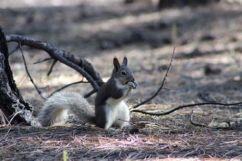 Abert's Squirrel: Agile Tree Dweller with Unique Mating Habits