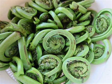 Figareau, cuisine évolutive: ‘Tis The Season For Fiddlehead Fern… But ...