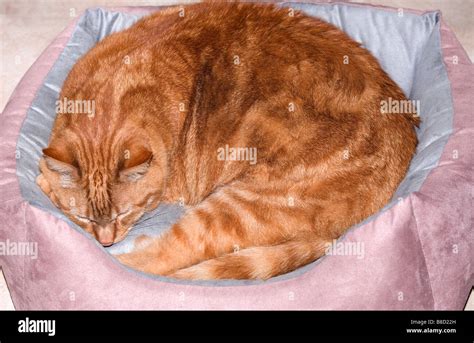 Sleeping cat in basket Stock Photo - Alamy