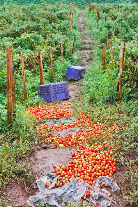 Tomato Planting and Harvesting Stock Photo - Image of cook, natural ...