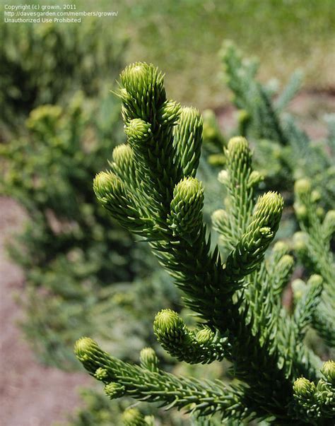 PlantFiles Pictures: Araucaria Species, Colonial Pine, Hoop Pine, Moreton Bay Pine, Queensland ...