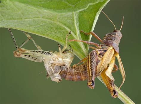 Exoskeleton2 grasshopper download - alertsnasve