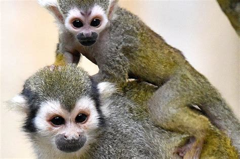 2 baby squirrel monkeys born at Brookfield Zoo - Chicago Sun-Times