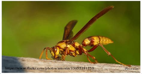 The Fascinating Golden Paper Wasp - Quill And Fox