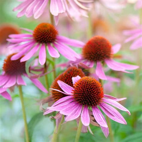 11 Top Plants For Fuss-Free Native Prairie Gardens | The Family Handyman