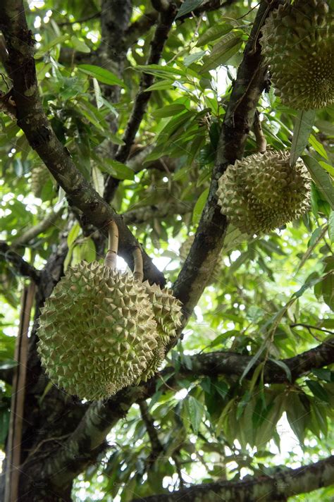 Durian fruit on tree | High-Quality Nature Stock Photos ~ Creative Market