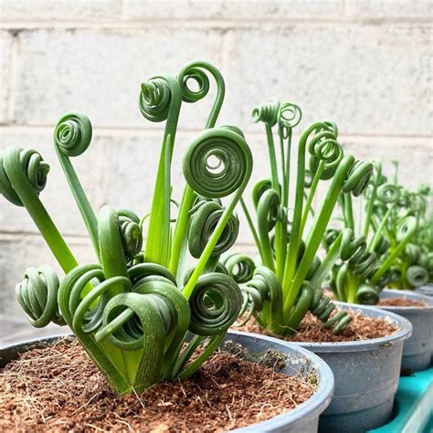 Curly 'Frizzle Sizzle' Plants Make A Quirky And Whimsical Addition To Any Home in 2022 | Plants ...