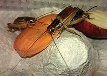 Cricket (insect) - Wikipedia