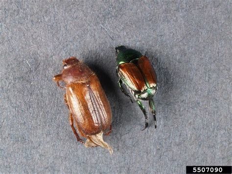 Vegetable: Scarab Beetle: Japanese, Oriental and Asiatic Garden Beetles ...