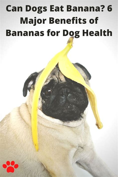 Can Dogs Eat Banana? 6 Major Benefits of Bananas for Dog Health | Bananas for dogs, Can dogs eat ...