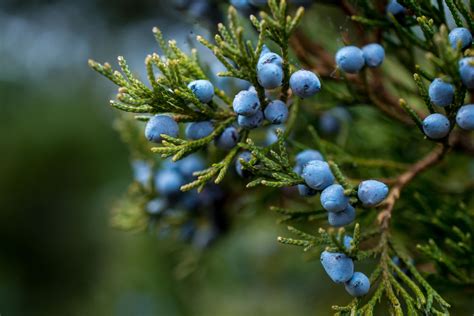 Juniper Berry (Juniperus communis) - Integrative Lifestyle